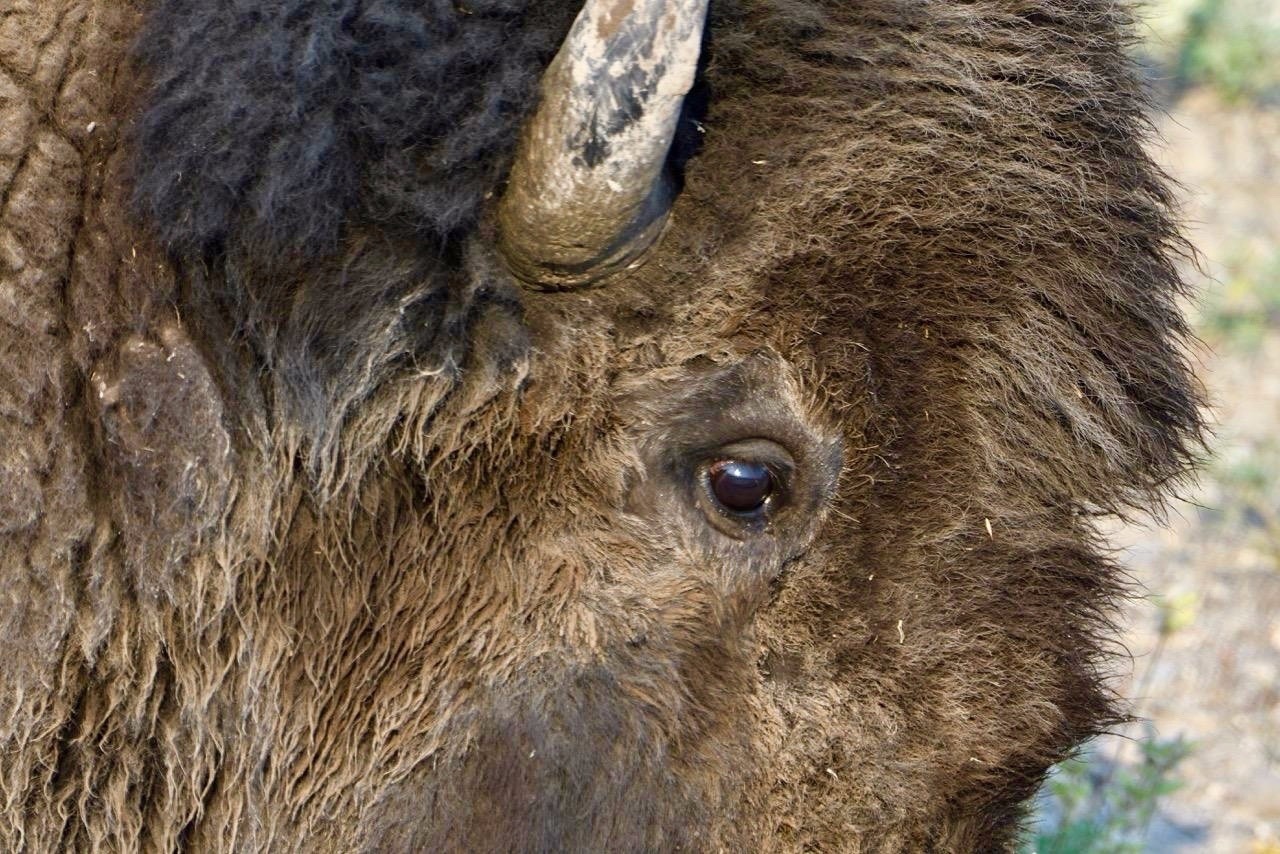 Yellowstone bison: what registers when it sees us?  Photo by Steven Fuller