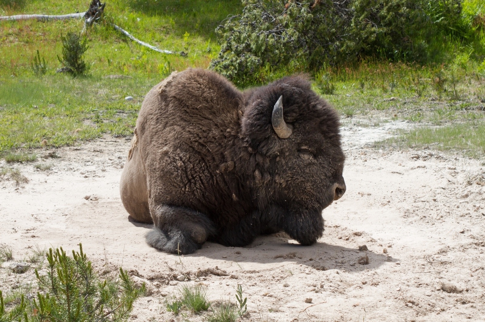 A Yellowstone bison rests in the wallow.  Photo by Diane Renkin/NPS