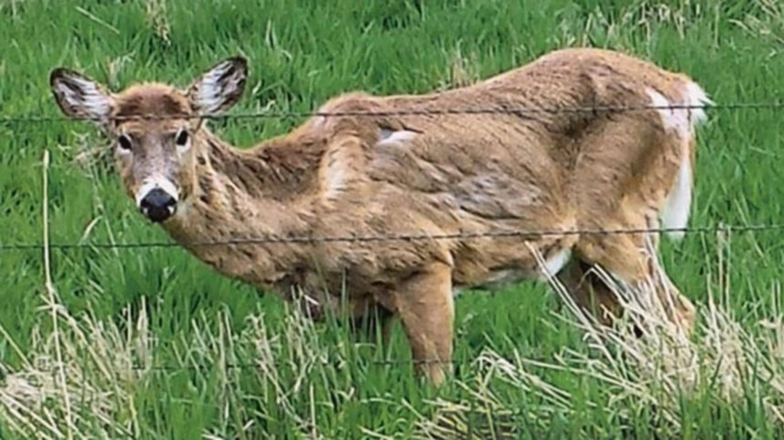 A white-tailed deer sickened by CWD in Iowa County, Wisconsin. Often deer infected with CWD, because the disease can take more than a year to incubate, exhibit no symptoms of disease.  Photo courtesy Wisconsin Department of Natural Resources