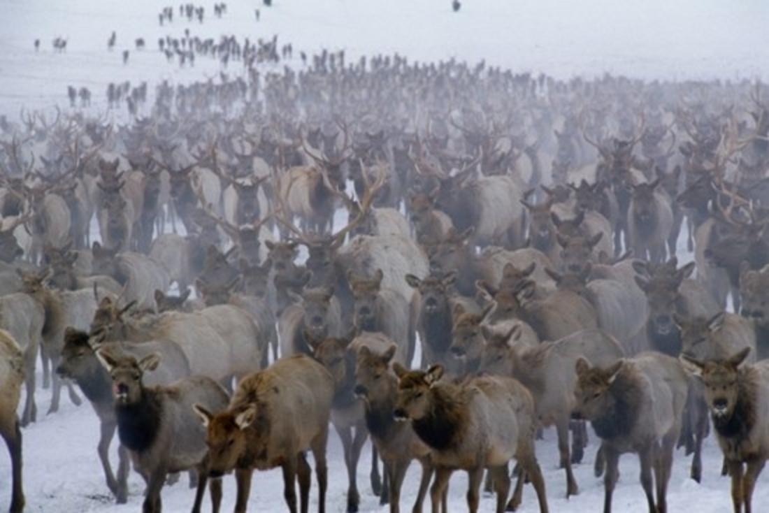 Elk concentrated around artificial food at the National Elk Refuge in Jackson Hole, Wyoming which disease experts say is a CWD disaster waiting to happen.  Photo courtesy Thomas D. Mangelsen (mangelsen.com)