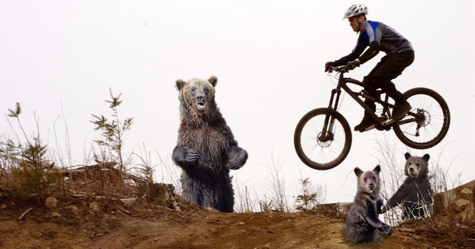 Composite photo by MoJo staff. Biker photo courtesy Courtney Nash. Large bear photo courtesy Wikimedia user Kallerna. Cub photos courtesy Yellowstone NPS