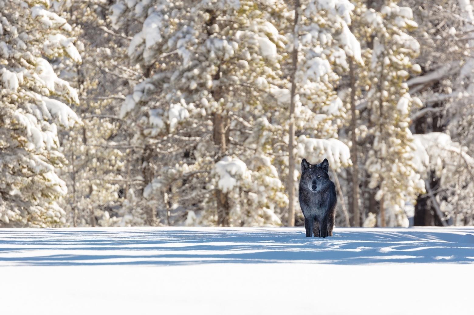 Susan Marsh asks:  why is it that if a wolf preys upon a native wild ungulate, or even a domestic calf or sheep, it is called a cold-blooded killer, yet when a human hunter shoots an elk it is considered a &quot;harvest&quot; or when thousands of beef cows are sent to slaughterhouses little thought is given, in language, to the truth that those animals are involuntarily giving up their lives to feed humans?  Photo of wolf in Yellowstone courtesy Jacob W. Frank/NPS