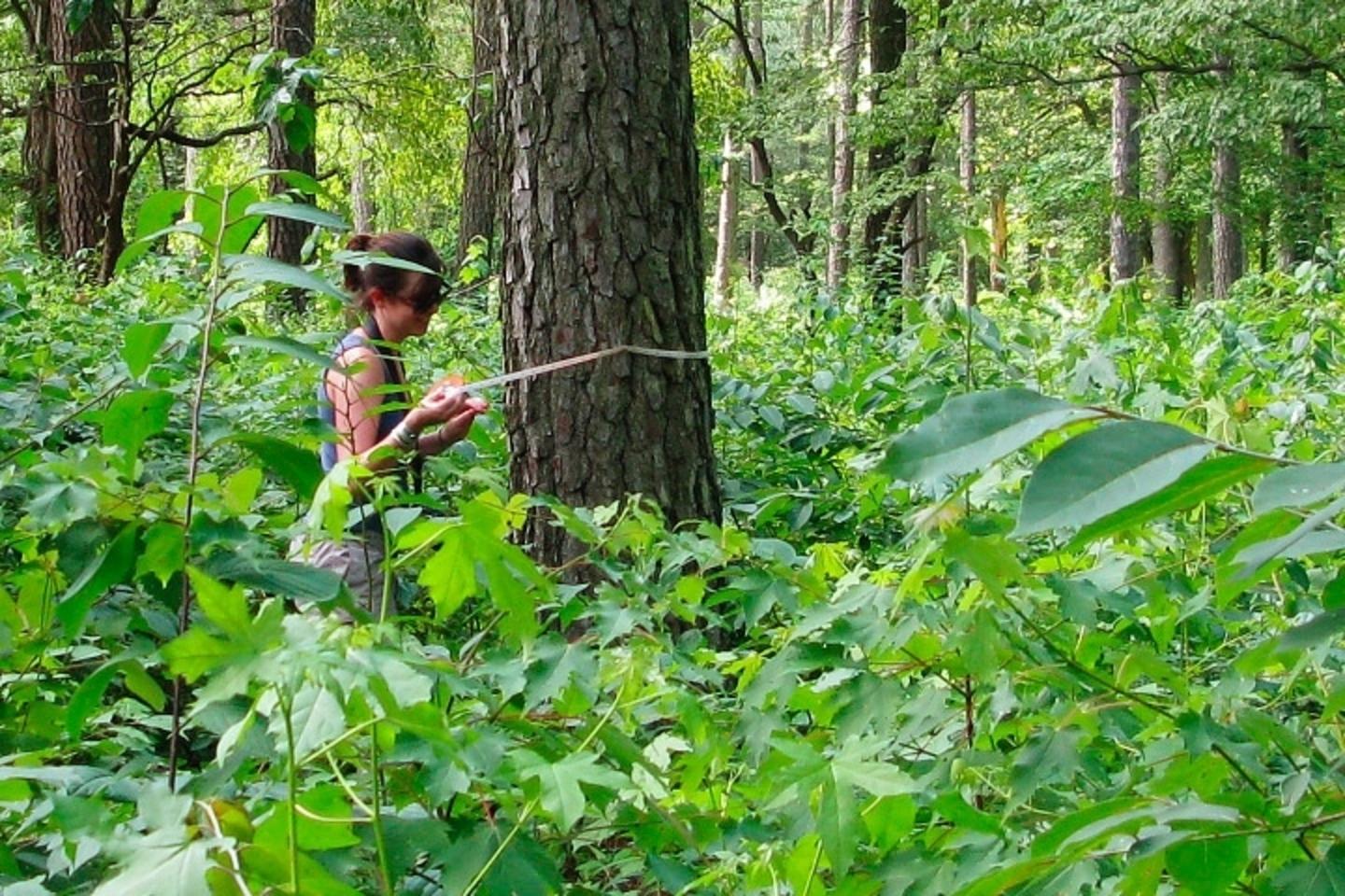 A researcher examines a tree in the middle of a forest to assess how much carbon dioxide it might be sequestering. While touting the vital role trees play in nature is a departure from them being valued only for their stumpage or human uses, it often falls short of recognizing their intrinsic sense of being. Recent studies have shown that trees actually possess their own kind of awareness to things happening the environment around them. It might not be on the level that humans attribute to higher sentience but it is a radical departure from the way trees have been regarded merely as objective commodities that exist to be harvested.  Photo courtesy Lola Fatoyinbo/NASA  