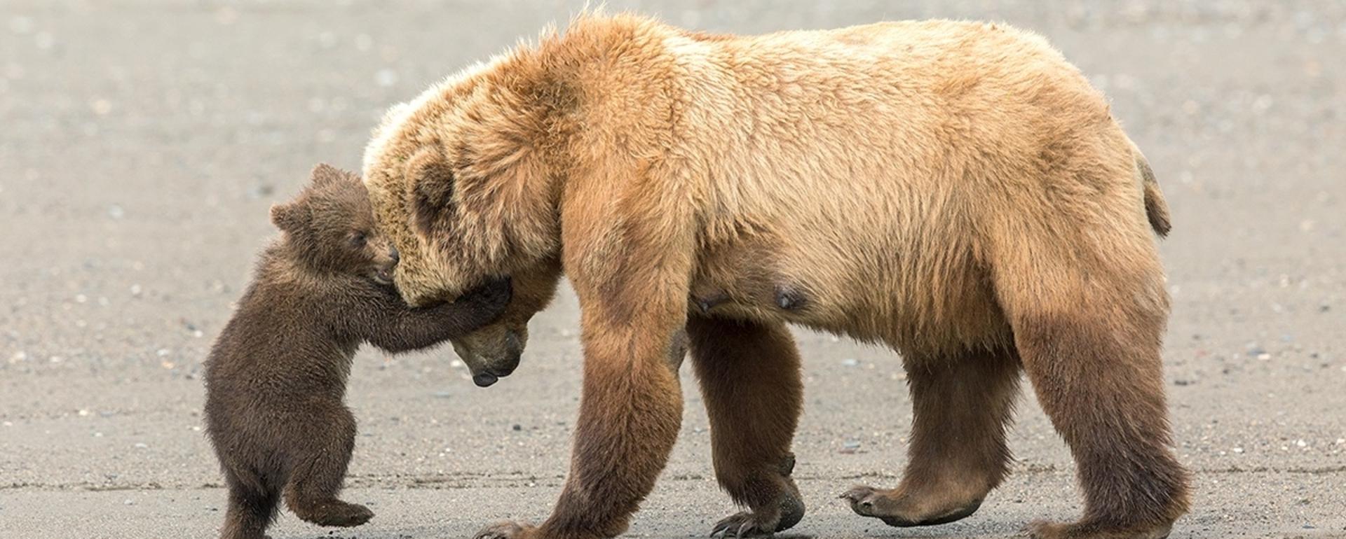 Ashleigh Scully's photo of brown bears