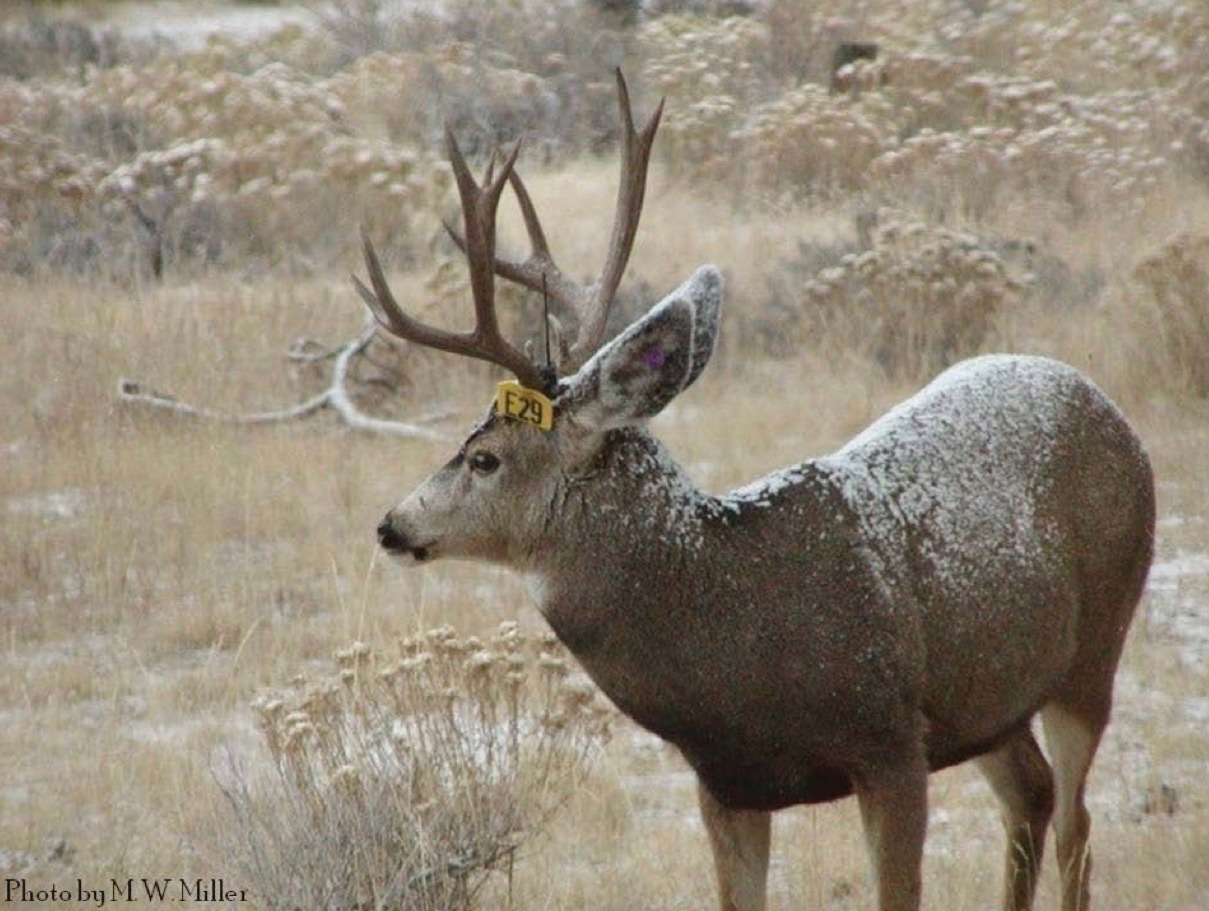 Deer don't have to look sick—and many do not initially—to be infected with the always-fatal Chronic Wasting Disease. This mule deer buck in Colorado is infected with CWD and doomed to die.  It points to two worries; first, disease experts believe CWD is probably in many places where people don't think it is; and second, hunters could be eating CWD-infected animals without realizing it.  Photo courtesy Dr. Mike Miller, CWD expert and senior veterinarian with the Colorado State University Diagnostic Lab in Fort Collins