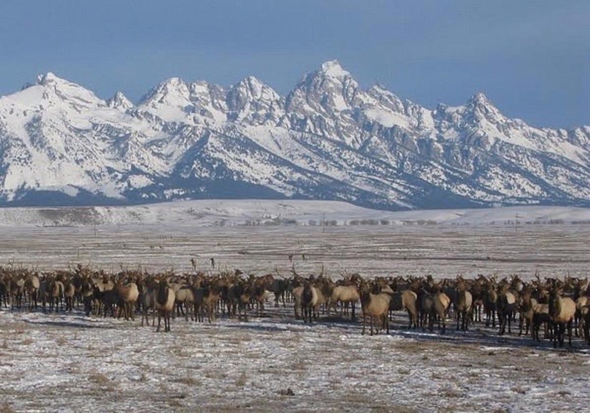 Elk, among thousands, that congregate unnaturally in winter over artificial alfalfa pellets at the National Elk Refuge in Jackson Hole. Disease experts say it's the perfect set up for setting off an outbreak of Chronic Wasting Disease. Photo courtesy US Fish and Wildlife Service 