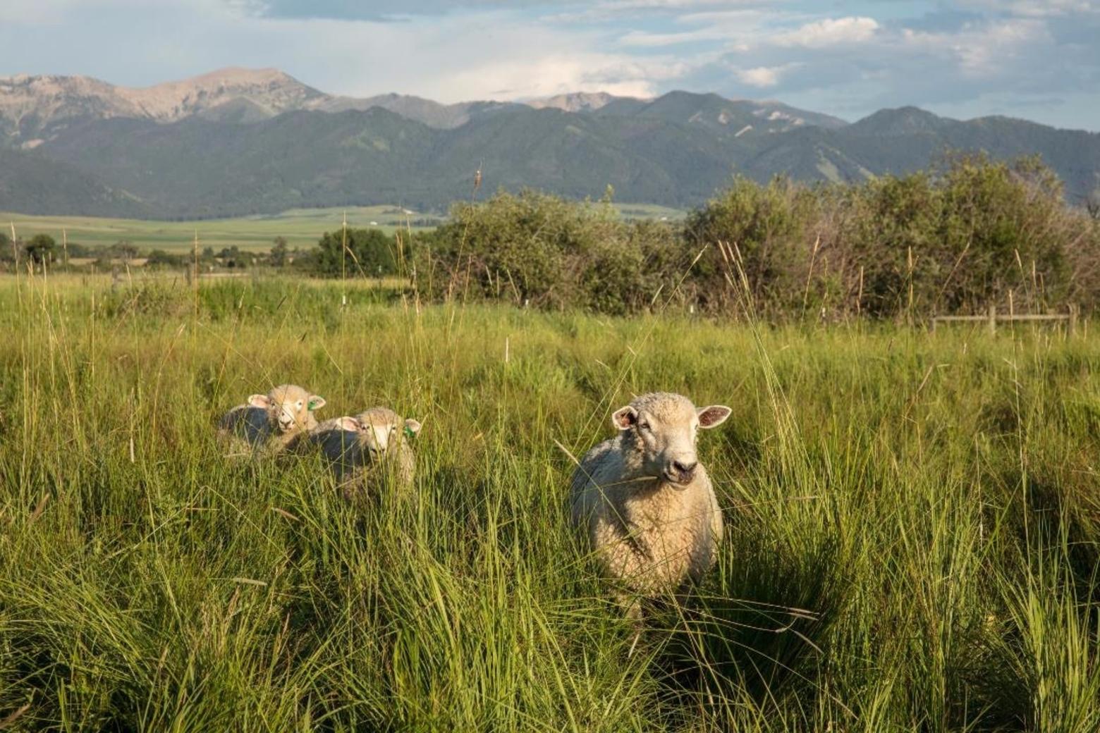 Becky Weed and Dave Tyler, owners of Thirteen Mile Lamb &amp; Wool Co (www.lambandwool.com), put a conservation easement on their farm to insure its pastoral character is permanently protected in the heart of the Gallatin Valley. Notably, Weed and Tyler have been western leaders in predator-friendly agriculture and showing how livestock can better co-exist with wildlife.  Photo by Louise Johns