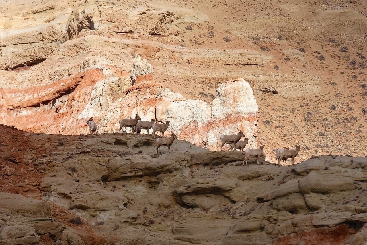 Bighorn sheep find solace in the Dubois Badlands Wilderness Study Area. Photo courtesy Bruce Thompson