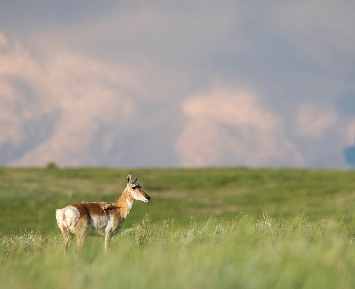 Home, home on the range: pronghorn are among the habitat beneficiaries  found on the American Prairie Reserve. APR is dedicated to restoring and rewilding what was once one of the most biologically rich ecosystems in the West.  Photo courtesy American Prairie Reserve.