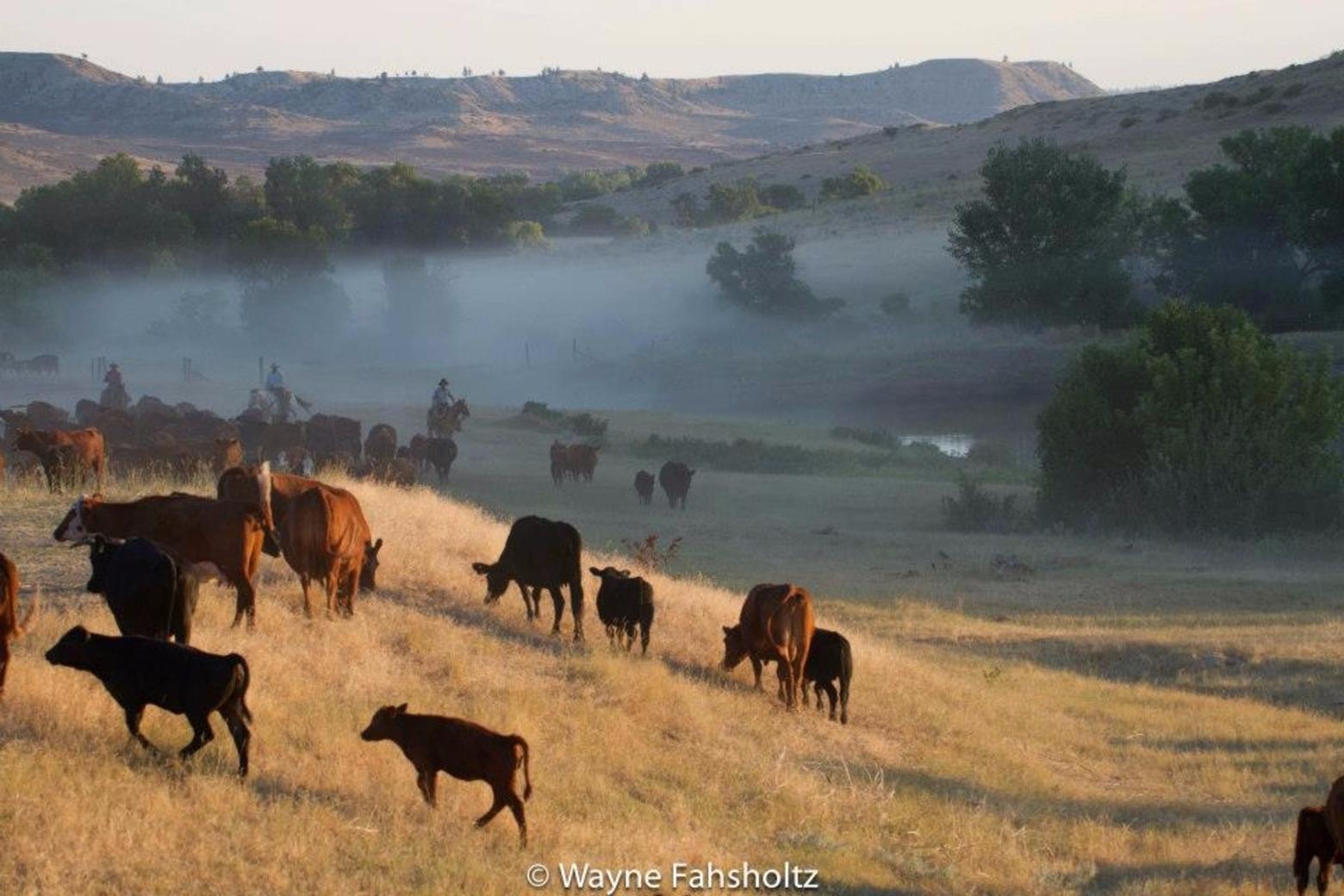 Few ranchers have the kind of cosmopolitan upbringing that John Heyneman has, and in his adult life he has devoted himself to advancing conservation and stewardship on private land in the West.  The scene here is of the massive Padlock Ranch is in Wyoming near Sheridan. Photo courtesy Wayne Fahsholtz (http://www.agwingroup.com)