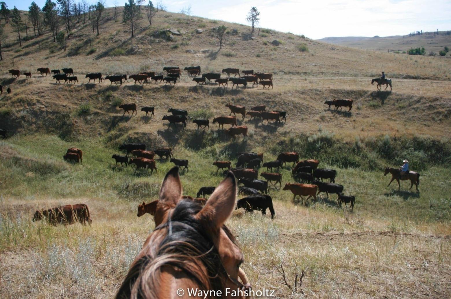 You can learn a lot about the land from the back of a horse. At the Plank Stewardship Initiative, Heyneman shares many of the lessons he's learned about caring for grass, soil and water, co-existing with wildlife, and legacy in Montana and Wyoming.  Photo courtesy Wayne Fahsholtz (http://www.agwingroup.com)