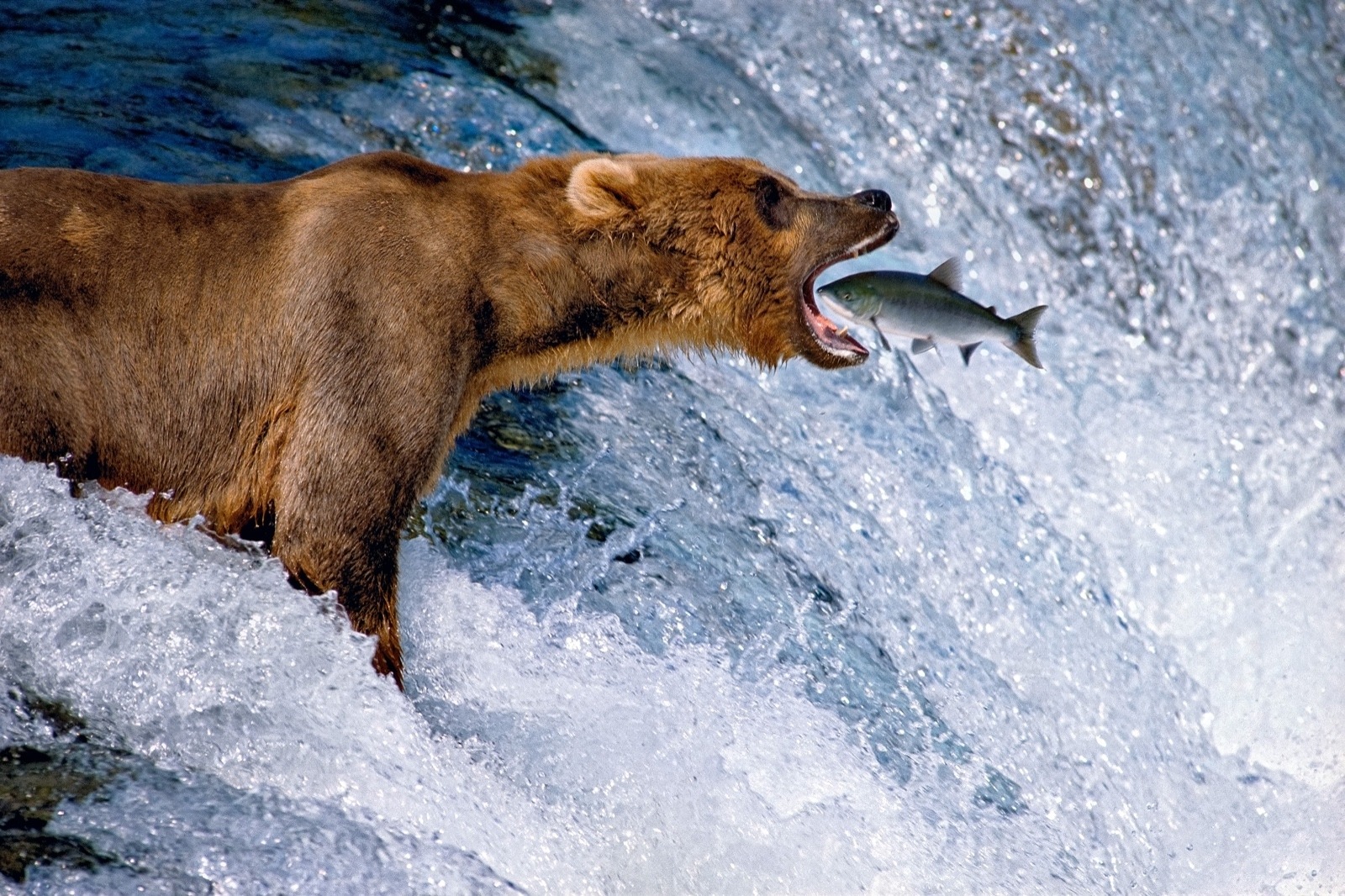 &quot;Catch of the Day&quot; by Thomas Mangelsen captures the moment that a spawning salmon in Alaska, leaping over the rapids, lands right in the jaws of an awaiting brown bear.  Produced long before the advent of Photoshop and digital technology, the image is one of the most famous wildlife photographs in modern times.  It is counted among Mangelsen's &quot;legacy&quot; images now on a national museum tour across the country.  Image courtesy Thomas D. Mangelsen