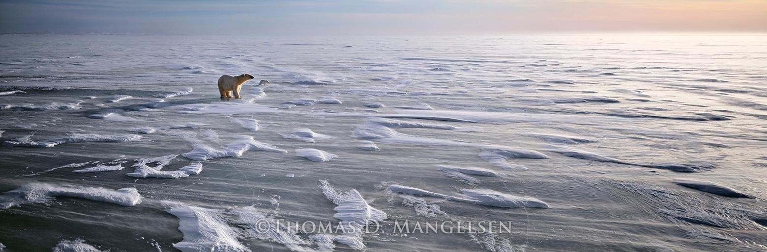 "Born of the North Wind" captures a polar bear and Arctic fox on pack ice. It won an award for calling attention to what is at stake for wildlife in an age of climate change.  Photograph courtesy Thomas D. Mangelsen