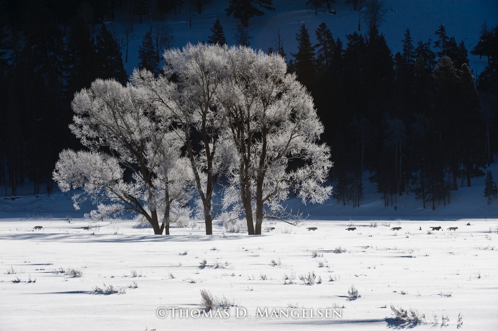 In &quot;Druid's Frosty Morning Passage,&quot; one of Yellowstone's most famous wolf packs creates a line of tracks through the Lamar Valley. Photograph courtesy Thomas D. Mangelsen