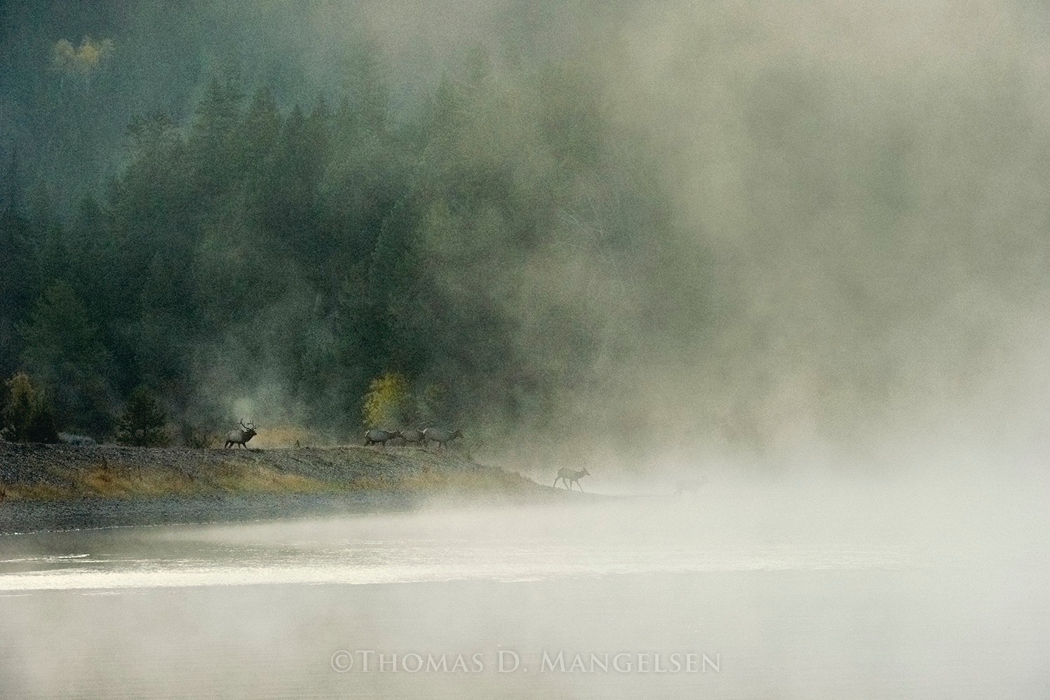 In &quot;Snake River Crossing,&quot; a herd of elk uses a veil of fog as cover to discreetly cross the Snake River in Grand Teton National Park.  Photograph courtesy Thomas D. Mangelsen