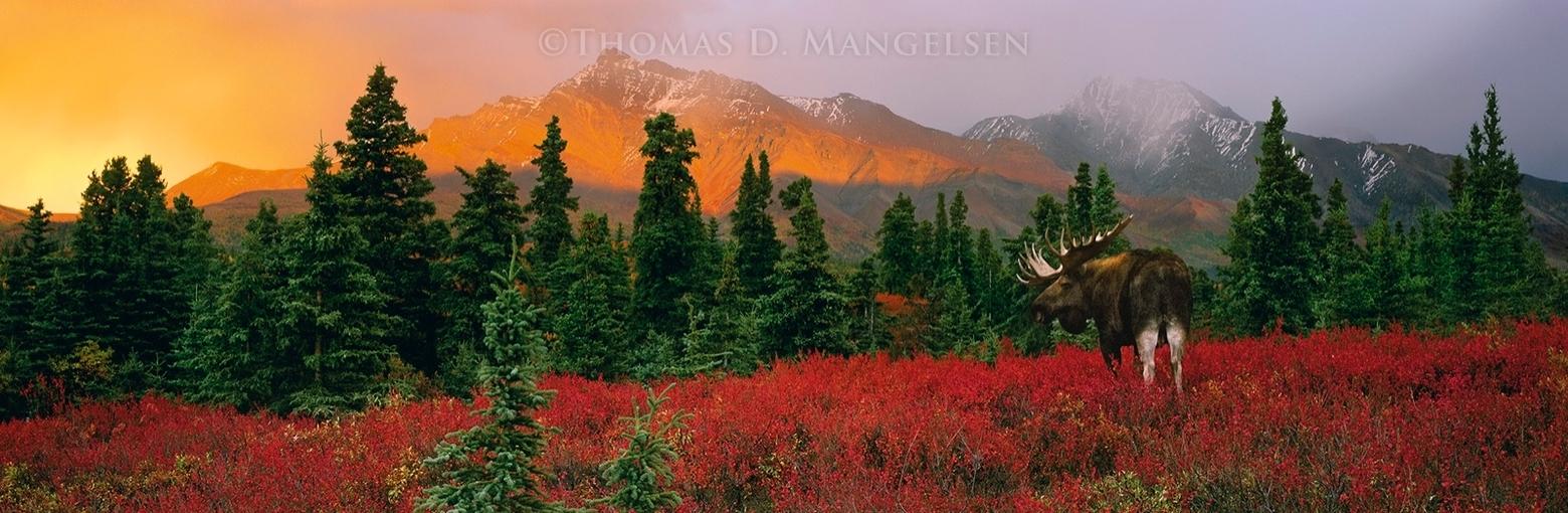 In "A Change of Seasons," a bull moose stands in the muskeg of Denali National Park in Alaska.  Photograph courtesy Thomas D. Mangelsen