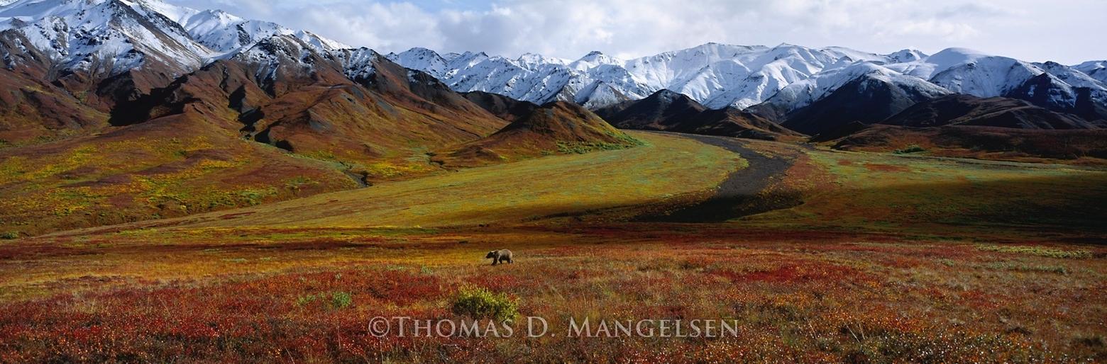 In "After the Ice Age," a grizzly moves through a glacier-carved valley inside the Arctic Circle. Photograph courtesy Thomas Mangelsen