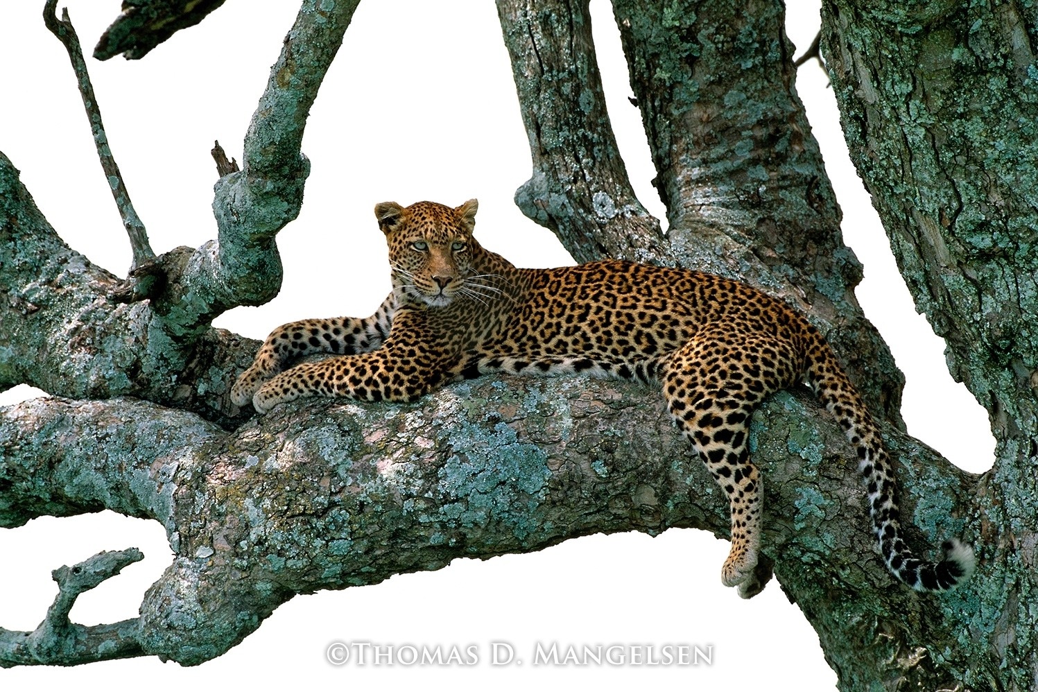 In &quot;Shades of Sapphire,&quot; a leopard lounges on the limb of a sausage tree in Serengeti National Park, Tanzania. Photograph courtesy Thomas D. Mangelsen