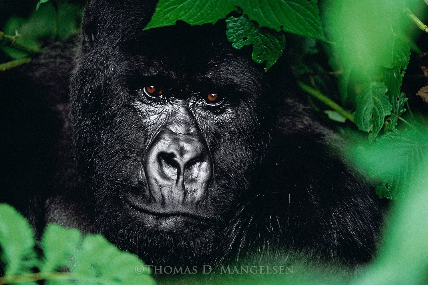 "In Gentle Giant," a mountain gorilla hides among the underbrush in the Virunga Mountains of Rwanda.  Photograph courtesy Thomas D. Mangelsen
