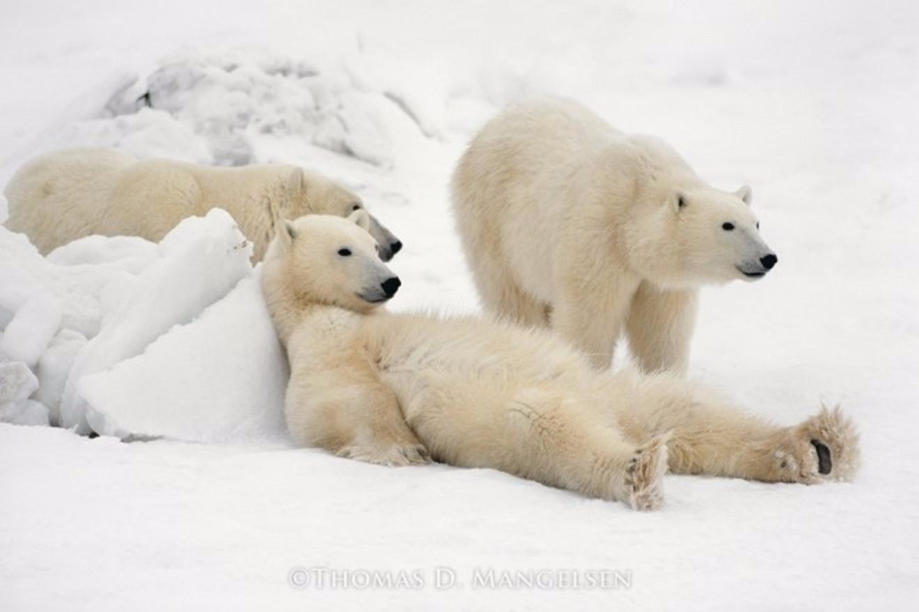 In &quot;Bad Boys of the Arctic,&quot; a polar bear mother takes a break with a pair of male offspring after hunting on sea ice along Hudson Bay. Photograph courtesy Thomas D. Mangelsen