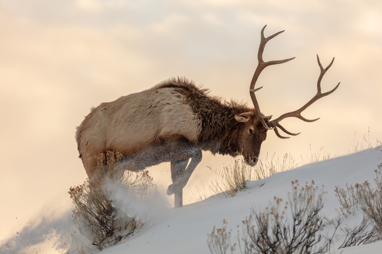 A bull elk pushes through deep snow in Yellowstone. Photo courtesy Jacob W. Frank/NPS