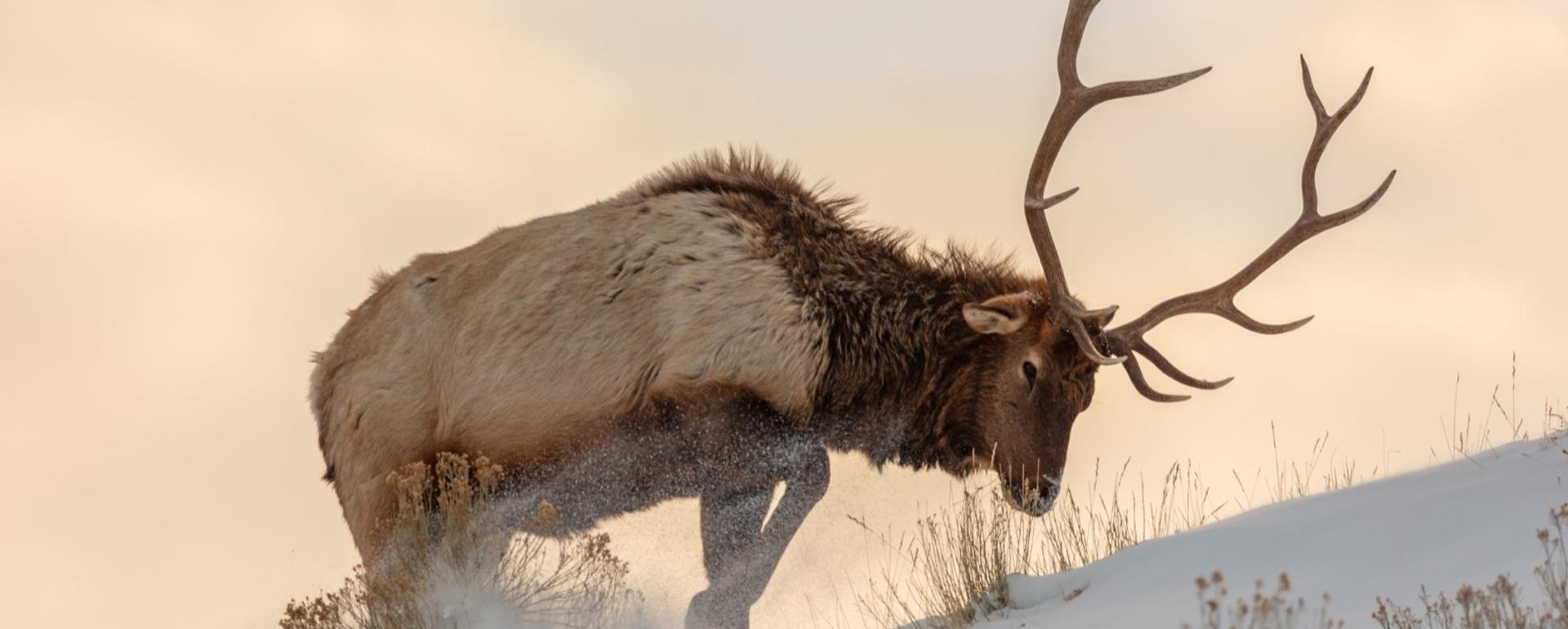A Yellowstone bull elk navigates winter