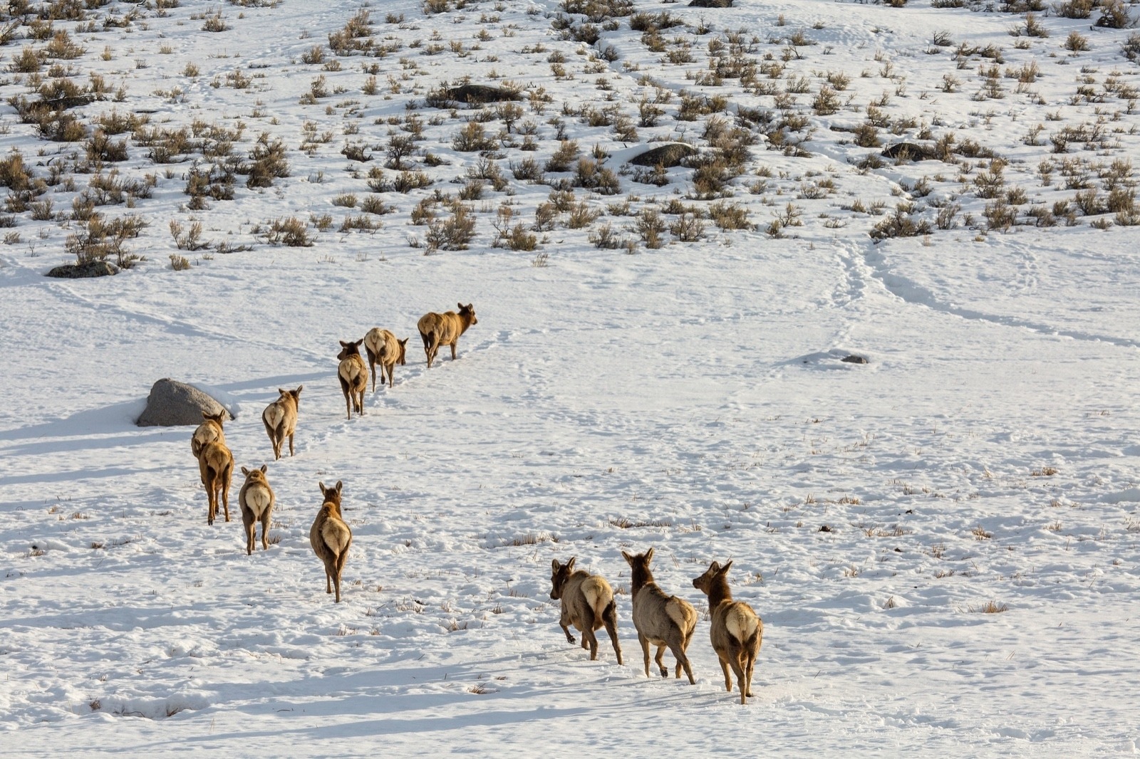 Elk on the move in Yellowstone. Photo courtesy Neal Herbert/NPS