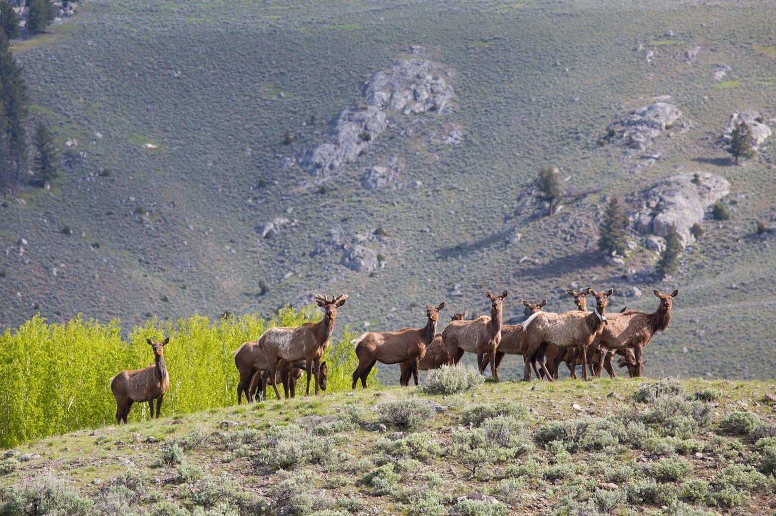 A band of cow elk in the Lamar Valley, cornerstone of Yellowstone's Northern Range and home to one of the most famous elk herds in North America. Photo courtesy Neal Herbert/NPS