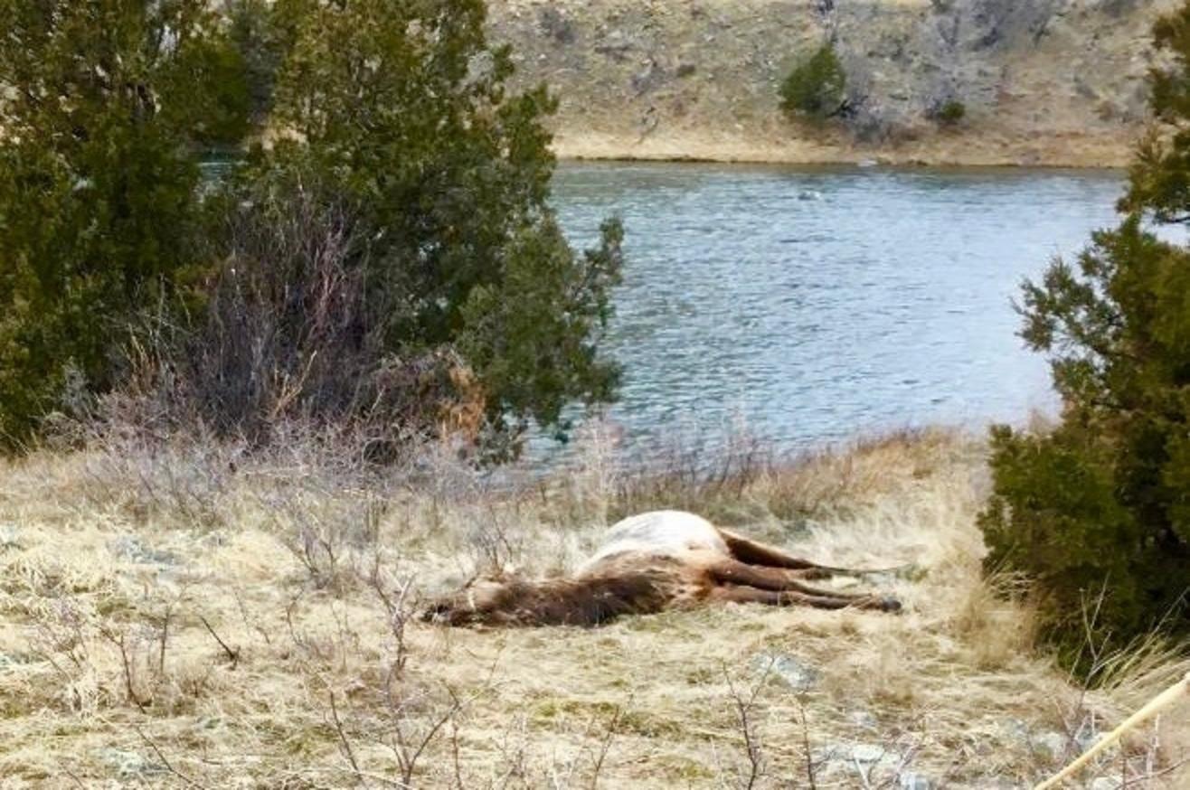 It is shaping up to be a big year for winter-killed wildlife, like this elk along the Madison River up Bear Trap Canyon west of Bozeman.  Hikers need to be aware. Wherever there are carcasses in some parts of the backcountry, there might also be grizzlies. Carry bear spray.