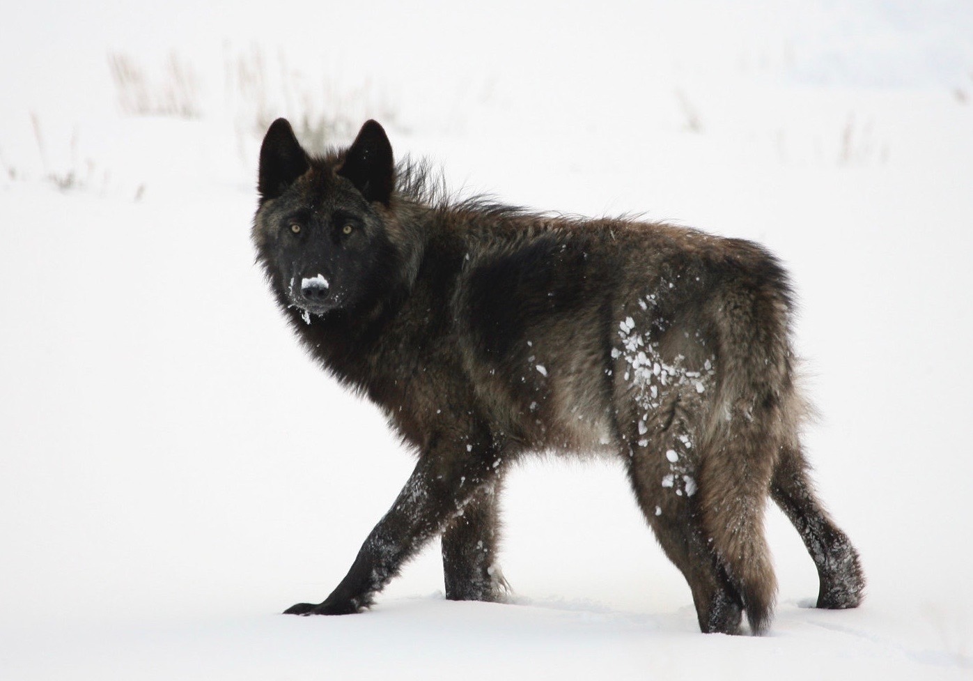 Photo of Yellowstone wolf in Lamar Valley courtesy Jim Peaco/NPS