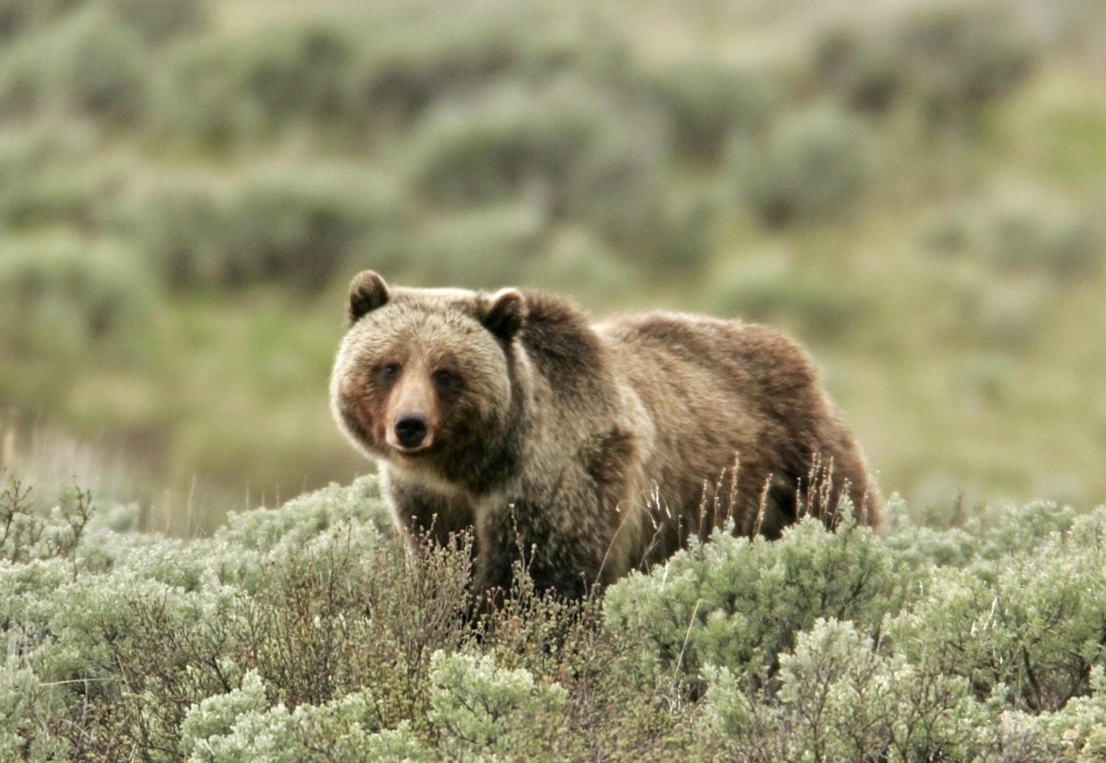 Grizzly bear. Photo courtesy Jim Peaco/NPS