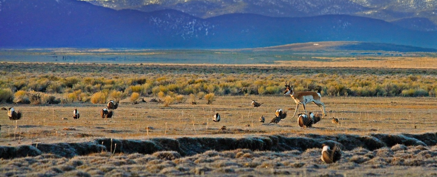 Pronghorn and sage-grouse: can the two co-exist with energy development. Photo courtesy PERC
