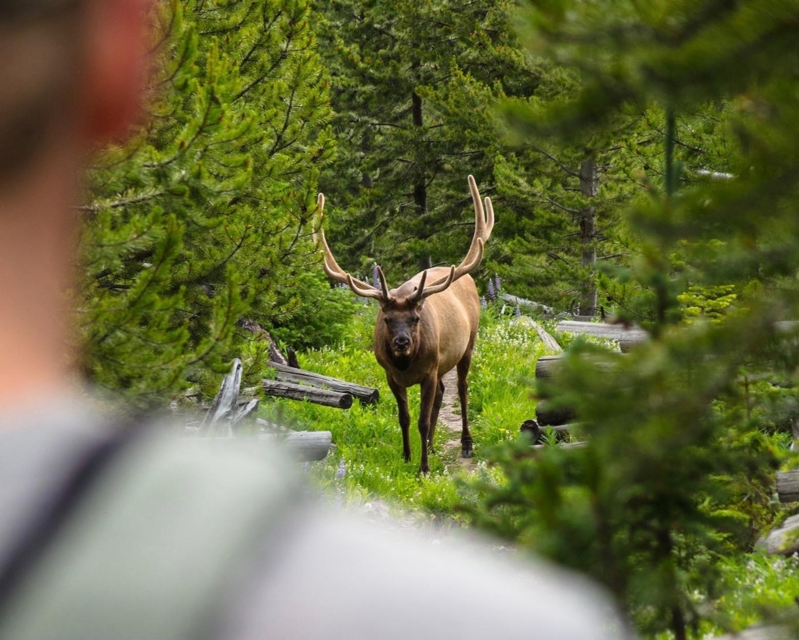 Bull elk and hiker meet on a trail. Photo courtesy Jacob W. Frank/NPS