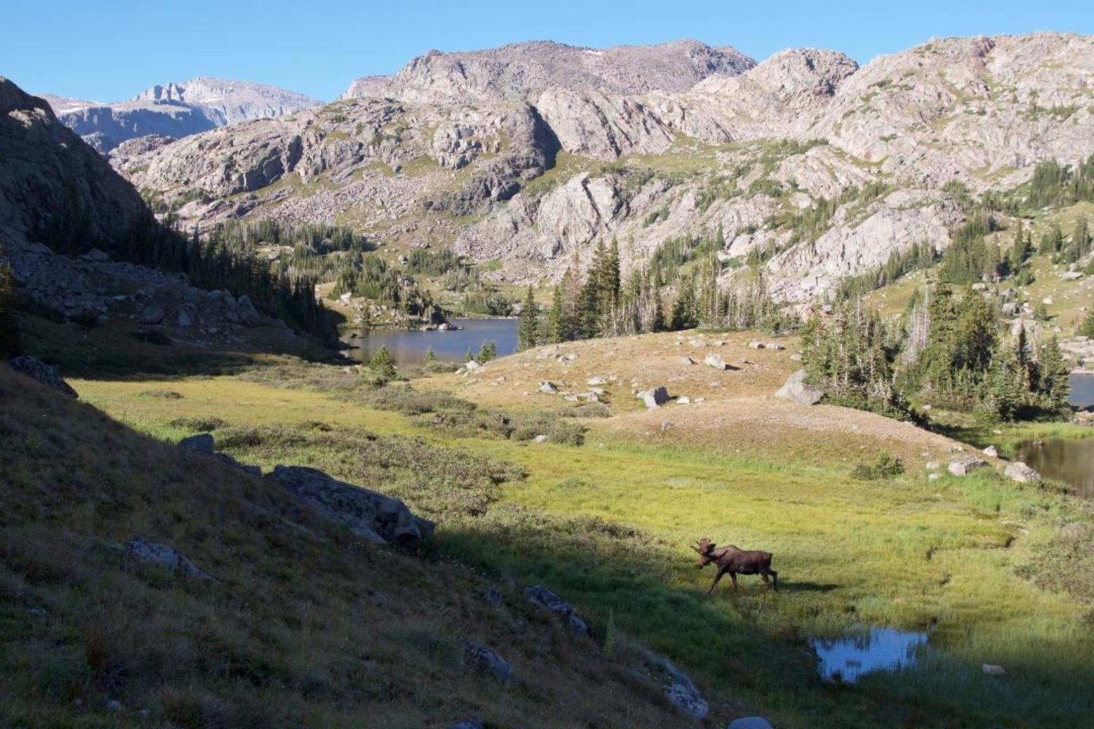 Cloud Peak Wilderness in Wyoming, resulting from an effort spearheaded by the Wyoming Wilderness Association.  Photo, at top, courtesy Julie Greer and just above by  John Steitz (johnsteitz@me.com). Do you see the moose?