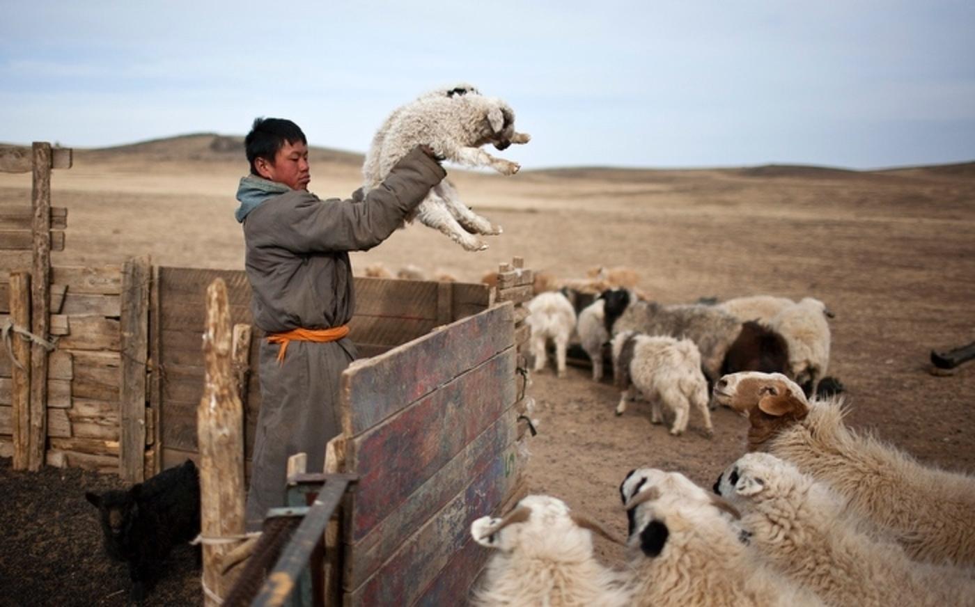 A young Mongolian goat herder tends to the flock of goats. Photo courtesy Wikimedia Commons/Taylor Weidman/The Vanishing Cultures Project (www.vcproject.org)