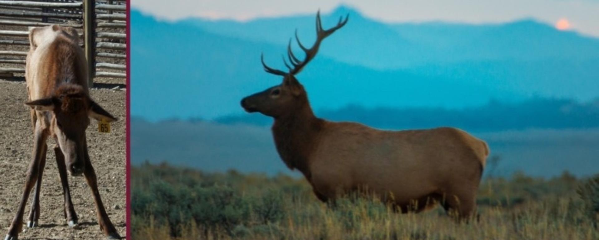 How will elk fare with CWD?