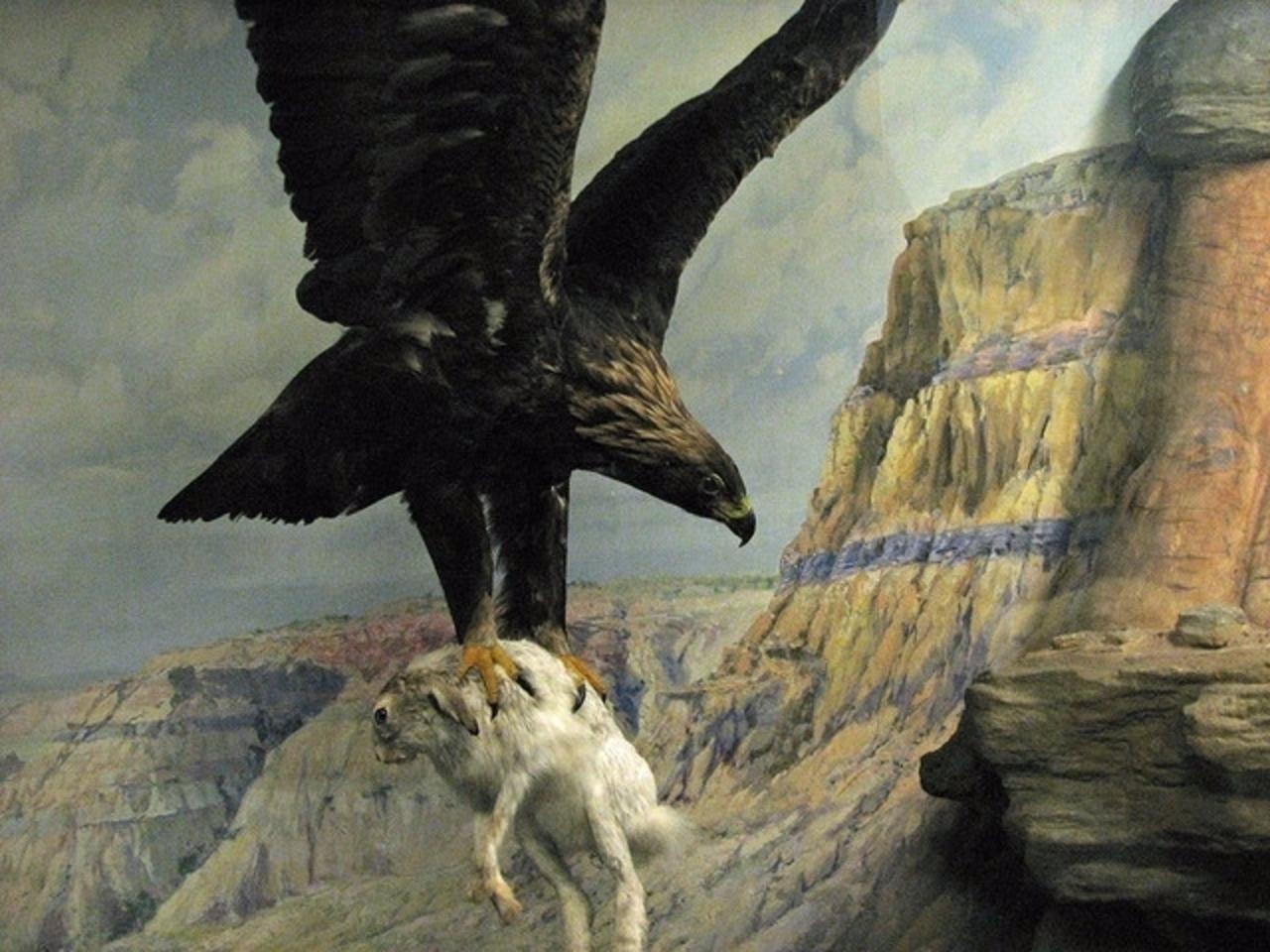 Golden eagle hunting, part of a diorama at the Field Museum in Chicago. Photo courtesy Steve Richmond/Wikimedia Commons