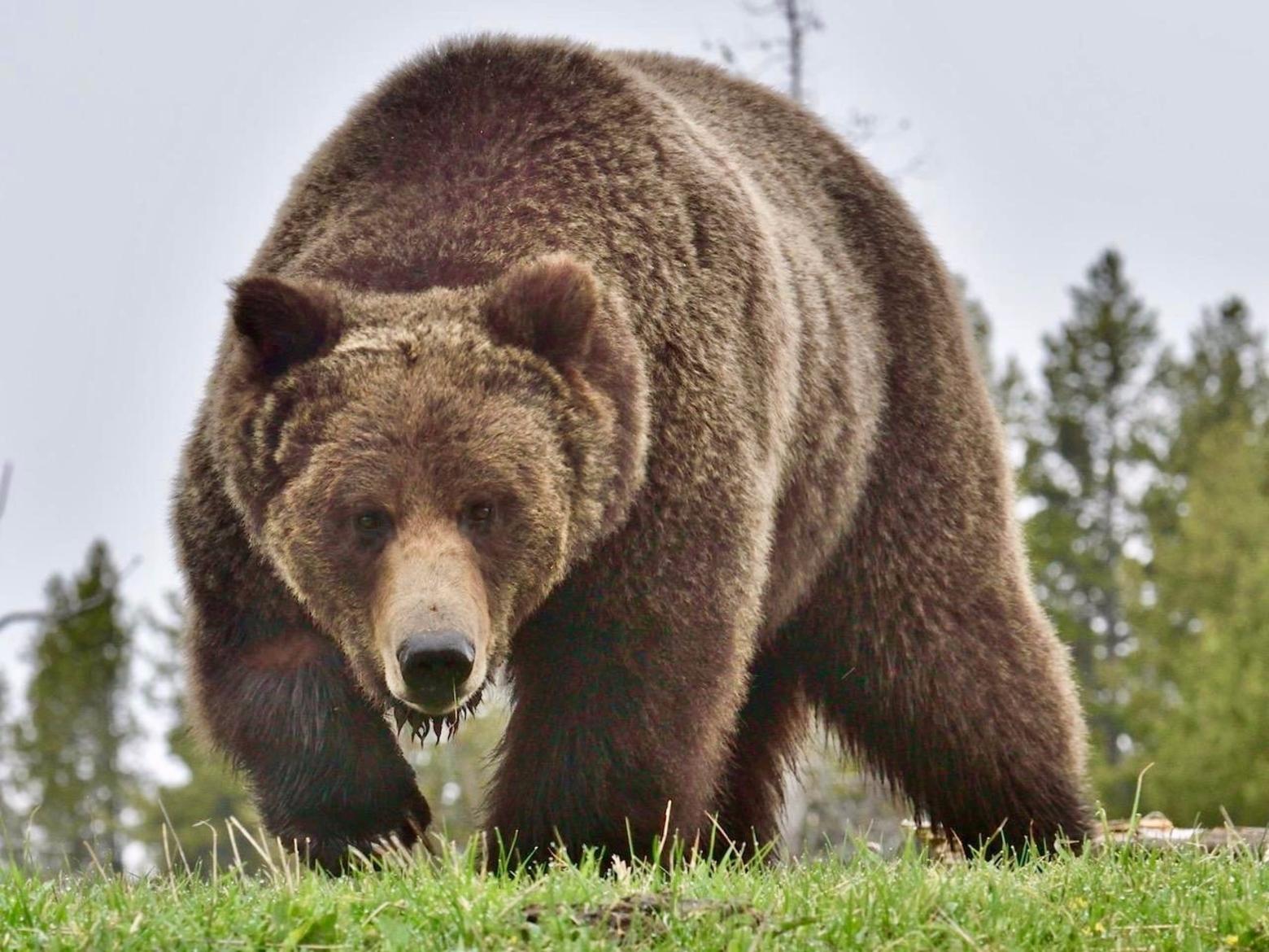 A Greater Yellowstone grizzly, part of just two healthy populations of grizzly bears in the Lower 48. What effect do mountain bikes have on wilderness and bears? For scientists who study them, there is no doubt.  Photo courtesy Steven Fuller