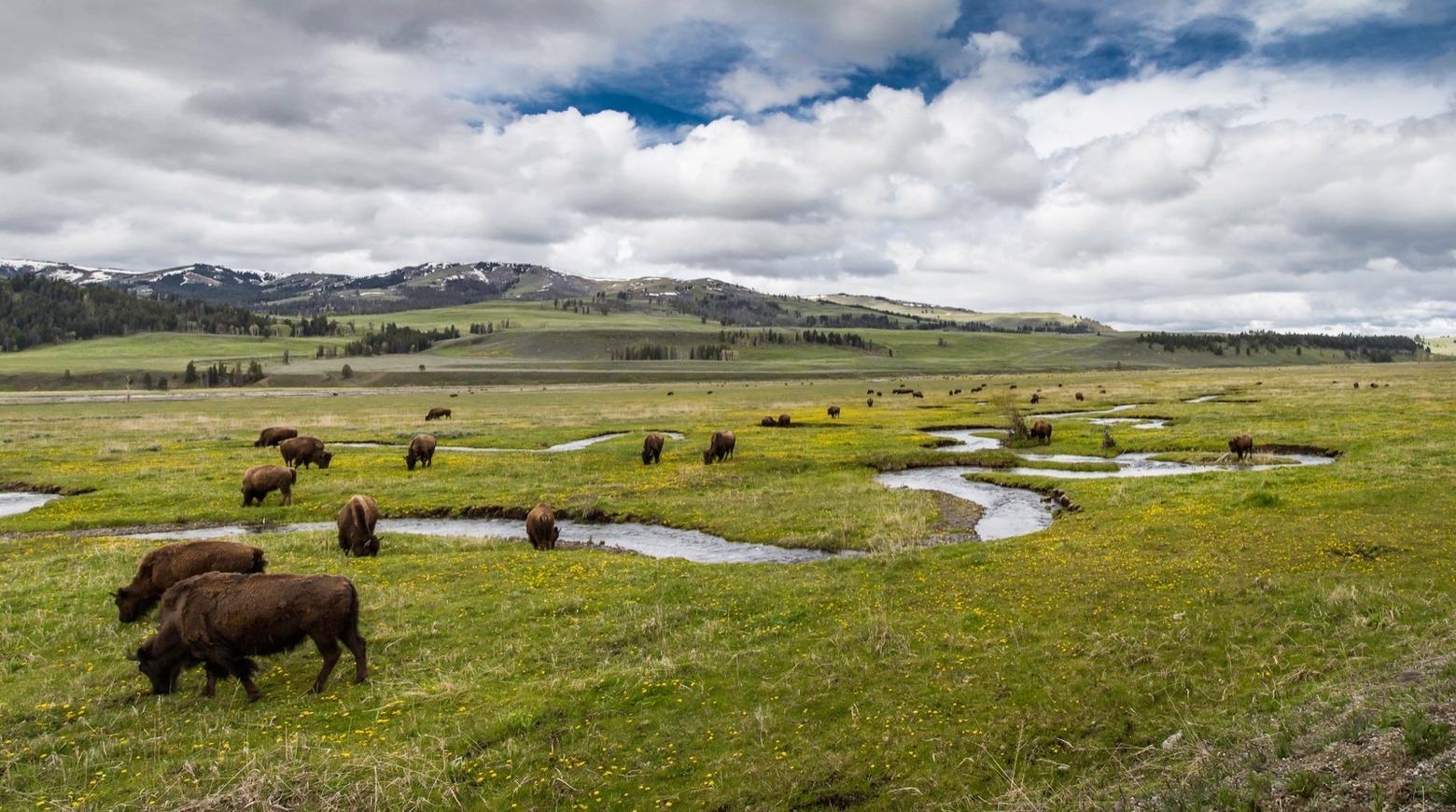 Yellowstone's bison are icons of one of America's greatest wildlife conservation rescue stories.  Many also view them as sacred.  Descended from a small number of animals that miraculously escaped the near extinction of the species, they have a strange dubious status.  They are the only animals in Yellowstone that are not allowed to naturally migrate out of America's national park because of intolerance from Montana's livestock industry.  This photograph was taken at Rose Creek in the Lamar Valley. Image courtesy Neal Herbert/NPS