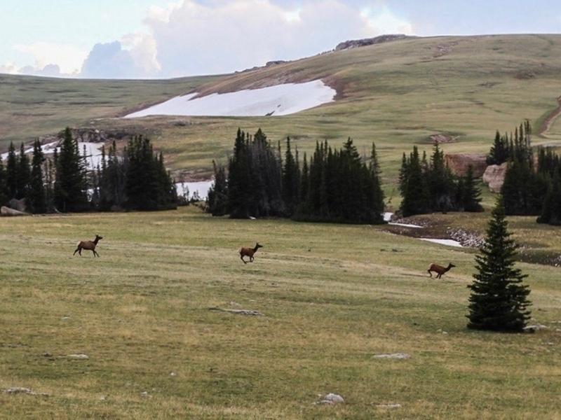 Elk migrating in Wyoming
