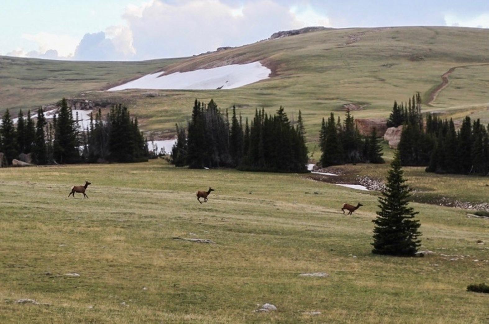 Elk migrate through Wyoming's Bighorn Mountains. While the public lands high country provides crucial range for wapiti in three seasons, lower-elevation private land functions as crucial winter range and as passageways between the mountains. The epic wildlife migrations of Greater Yellowstone, like those in the Bighorns, cannot endure without the goodwill of private landowners whose contributions need to be recognized and rewarded.  Photo courtesy Gregory Nickerson/Wyoming Migration Initiative/University of Wyoming