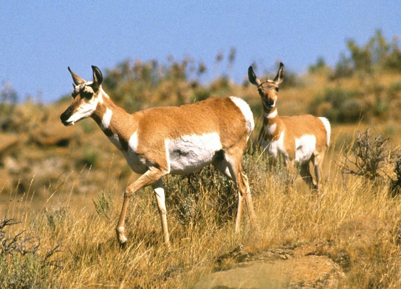 Pronghorn migrate long distances across both public and private land, with the &quot;Path of the Pronghorn&quot; stretching between Grand Teton National Park and Wyoming's Red Desert being a heralded and fragile route.  For pronghorn populations across the West, open working ranch lands, free of development, are crucial to the ecological function of the passageways. Photo courtesy Jack Dykinga/USDA Agricultural Research Service