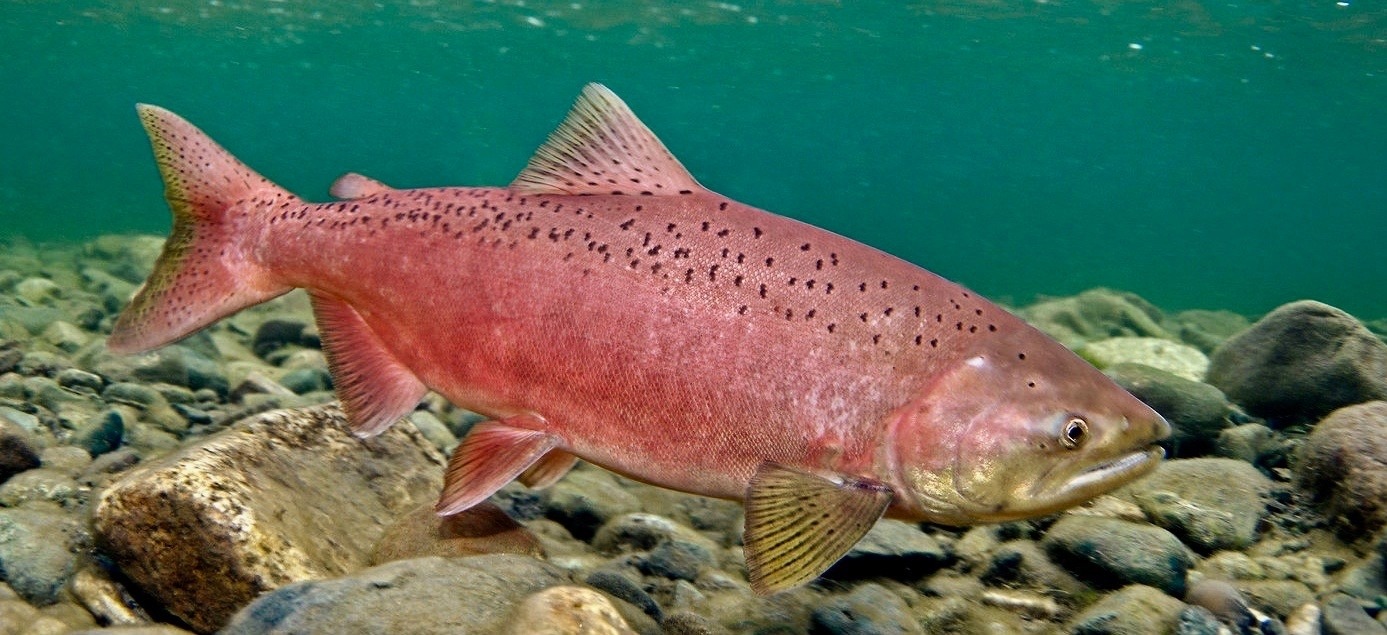 A Chinook salmon. Natural wonders of the world, no different from the terrestrial wildlife migrations in Greater Yellowstone or the aerial journeys of birds, the life histories of salmon are extraordinary.  Does the collapse of salmon in the Pacific Northwest represent our version of watching bison nearly wink out?  Photo courtesy Pat Clayton