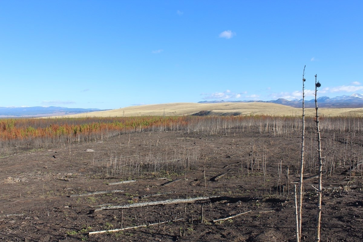 What if most of the forested plateaus in Yellowstone burned and were replaced by grasslands? And what if the grasslands were covered not by native plants important to the health of elk and deer, but exotic cheatgrass? Sholly says park managers need to anticipate the future and try to prevent disasters when there's still time, not wait for them to happen.  Photo courtesy D. MacDonald/National Park Service