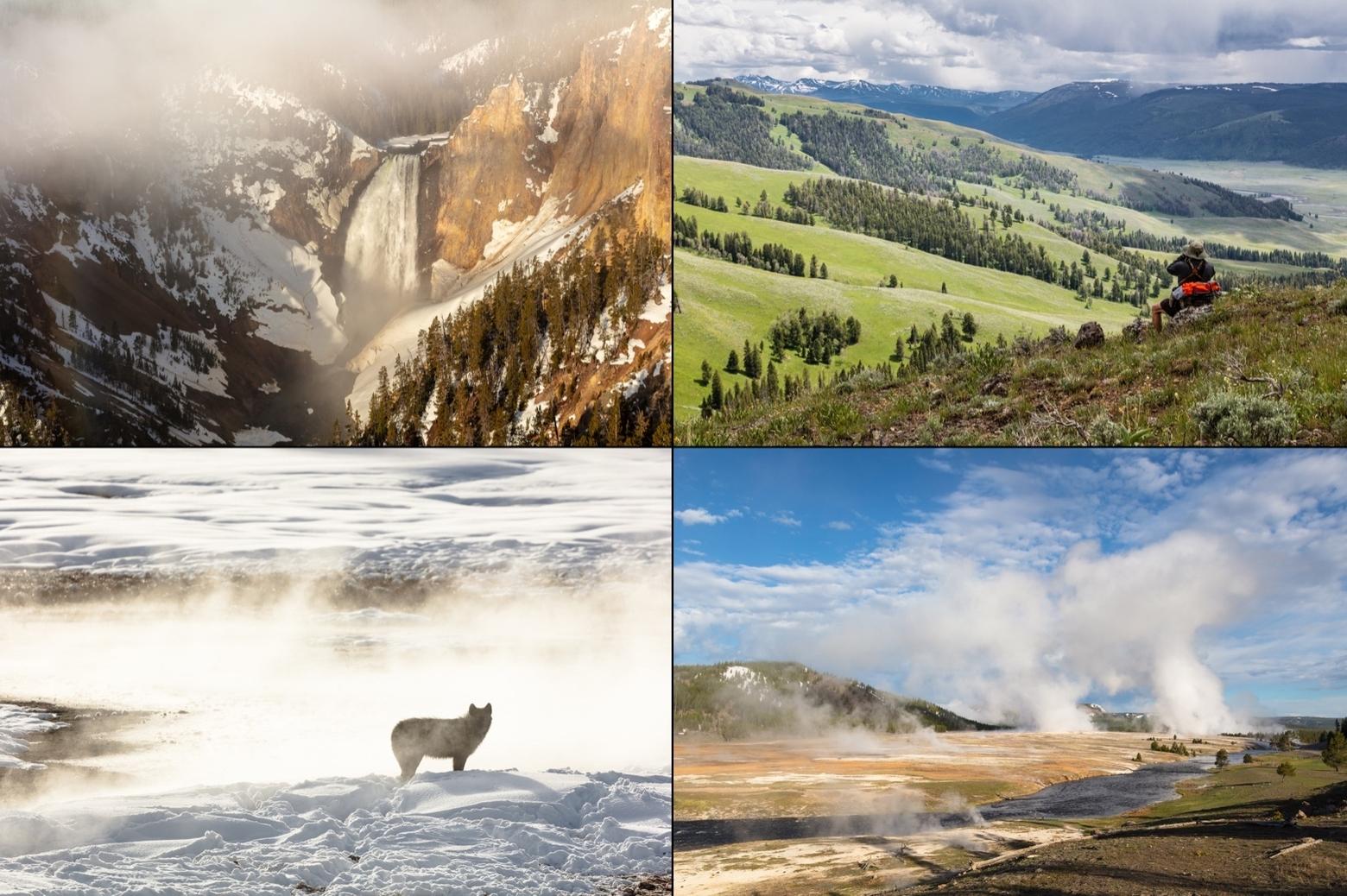 Controversies over Yellowstone dominate the headlines but the mystique and reality of wonderland remains.  Top left: Lower Falls in Grand Canyon of the Yellowstone; upper right: a wildlife watcher scans the high meadows;  lower left:  a silhouetted gray wolves pauses in a wintry river bottom, among a population of lobos that are the most-viewed in the world; lower right:  the geyser basins of Yellowstone are as astounding to modern visitors as they were to ancient ones.  All photos courtesy Jacob W. Frank/NPS