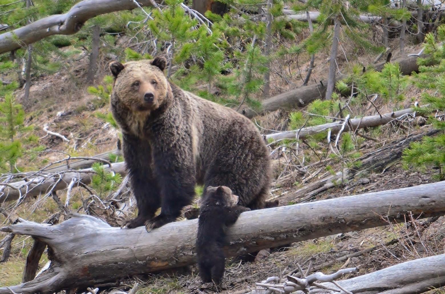 Grizzly mother with cub. Photo courtesy US Fish and Wildlife Service/Fran van Manen/USGS