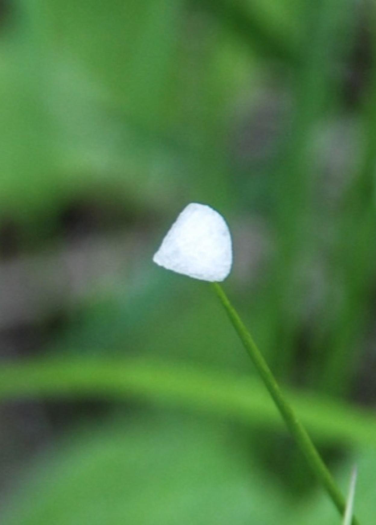 Conical graupel pellet on grass blade. Photo by Susan Marsh