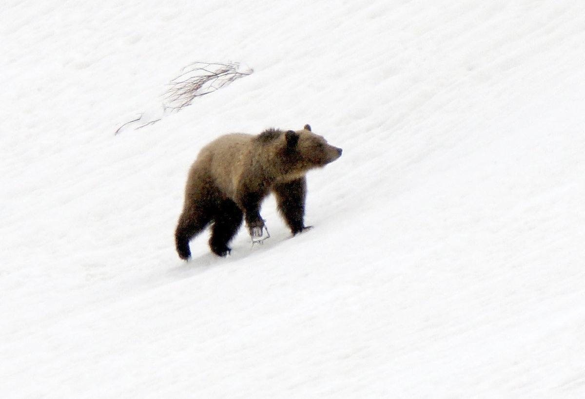 This photo, shared by Wyoming Untrapped, shows a grizzly bear on Togwotee Pass in Wyoming's Bridger-Teton National Forest with a coniber fur trap clenching its front paw. No one knows what happened to the bear but traps are painful and can cause animals to lose their paws.  In August 2019, following a lawsuit filed by environmental groups, Wildlife Services is temporarily forbidden from using snares and traps to target predators such as wolves and coyotes in grizzly bear range in the Greater Yellowstone Ecosystem. Photo courtesy Wyoming Untrapped