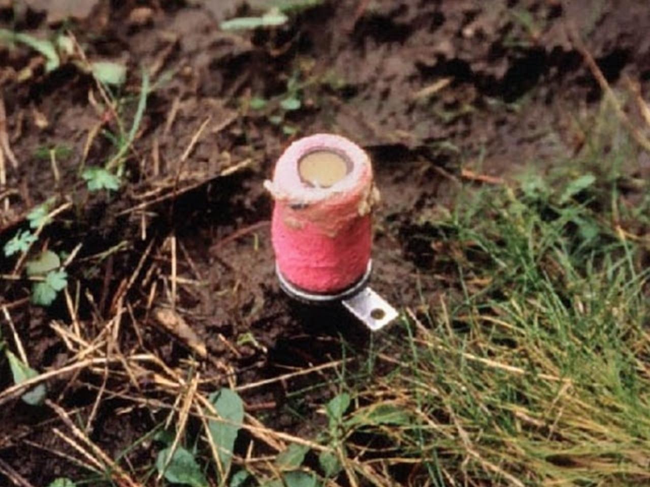 While appearing innocuous and designed to indulge the curiosity of an animal, M-44 "cyanide bombs" have been used by the federal government's Wildlife Services to pre-emptively kill predators on public land that may pose a threat to private domestic livestock.  Photo courtesy Predator Defense