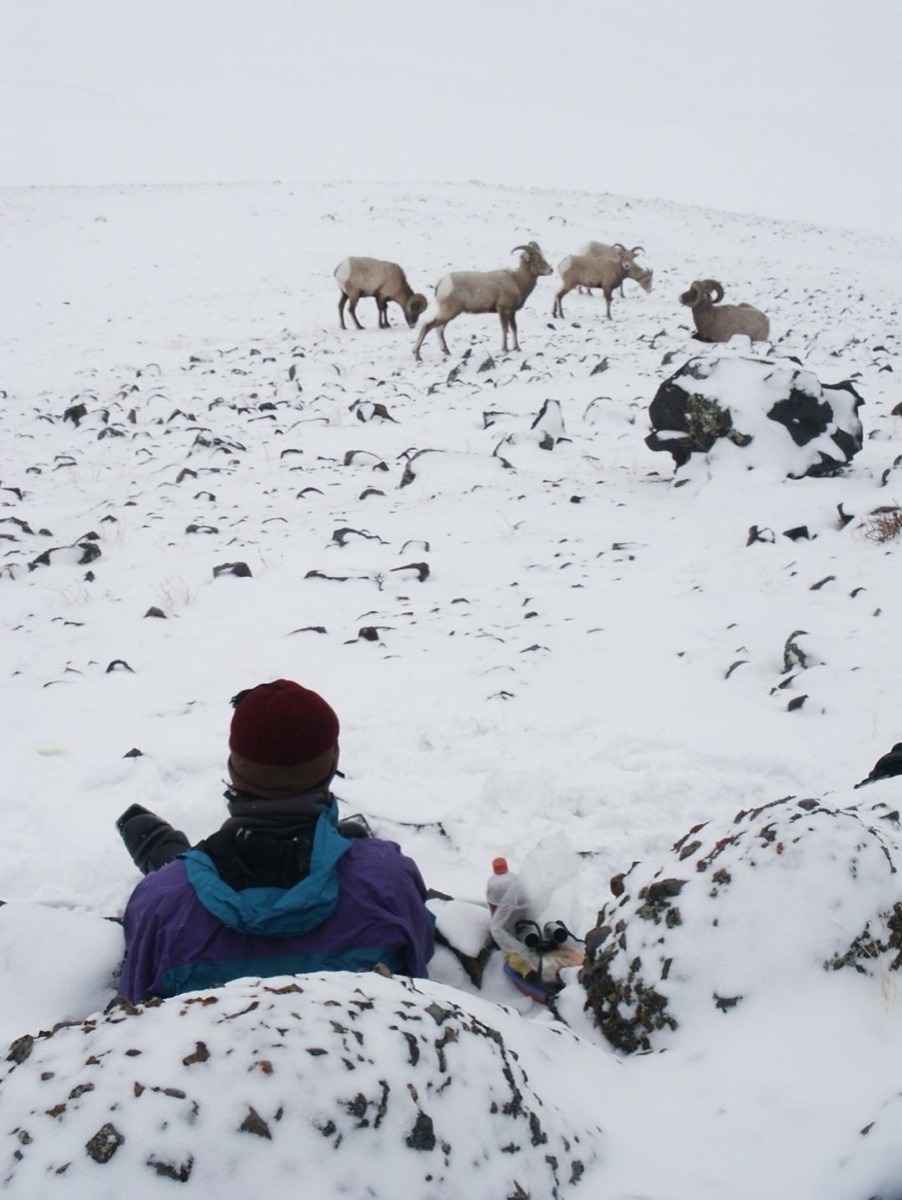 Michael Yochim watches bighorn sheep on the crest of Yellowstone's Specimen Ridge in 2004. Less than a decade later,  he received  the diagnoses that he had ALS, also known as Lou Gehrig's Disease. Photo courtesy of the author